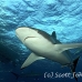 shark_silky_far_jar_h_0121_cub1399.jpg